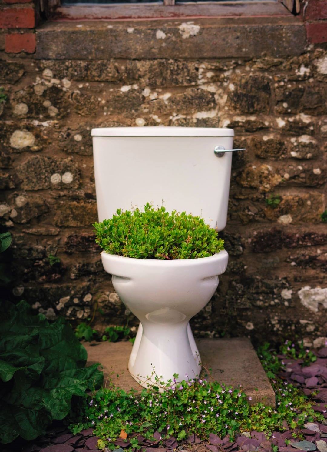 Toilette mit Pflanze drin, draußen vor einer Steinmauer; Thema: Verdauungsprobleme